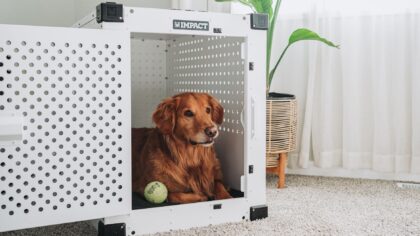 Crate training basics: how to create a safe, calm den for your dog