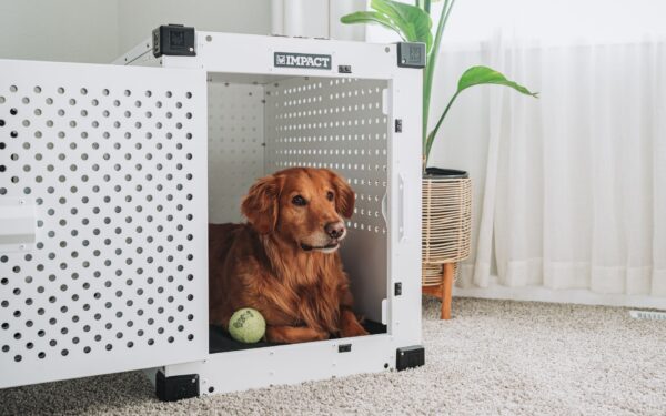 Crate training basics: how to create a safe, calm den for your dog