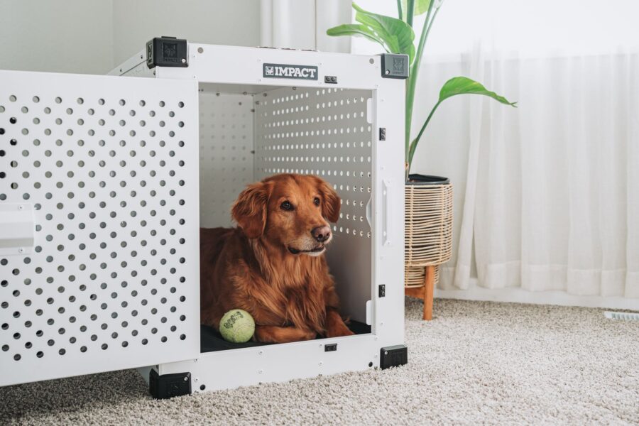Dog crate relaxed