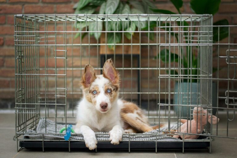 Puppy crate training