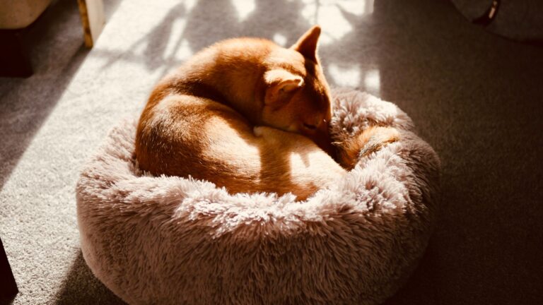 Young dog sleeping