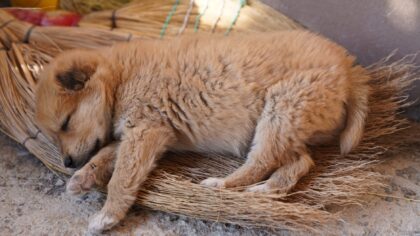 Creating a calm bedtime routine for young dogs