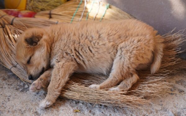 Creating a calm bedtime routine for young dogs