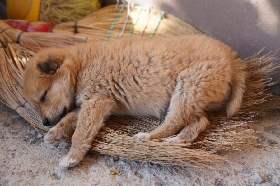 Young dog sleeping