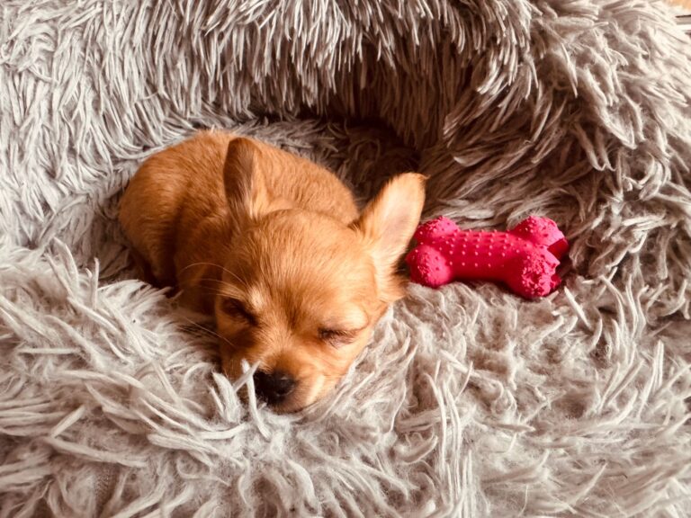 Puppy crate cozy