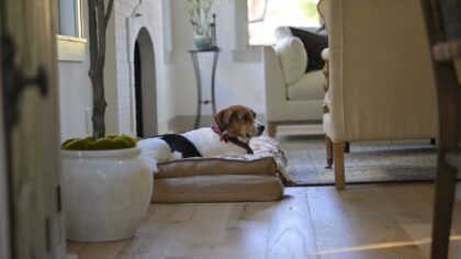 Creating a calm dog lifestyle at home: simple ideas that actually work