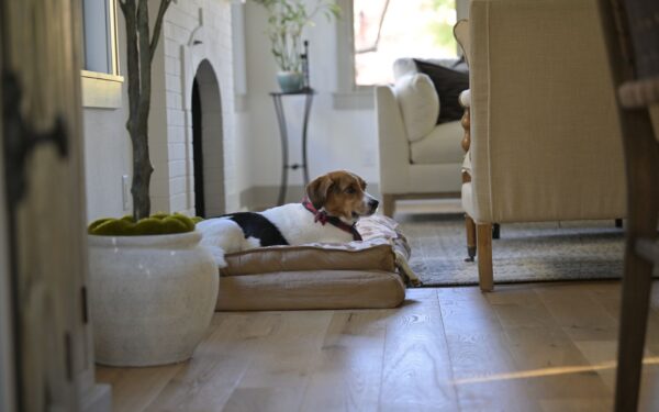 Creating a calm dog lifestyle at home: simple ideas that actually work