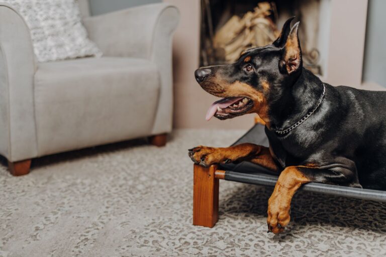Calm dog resting