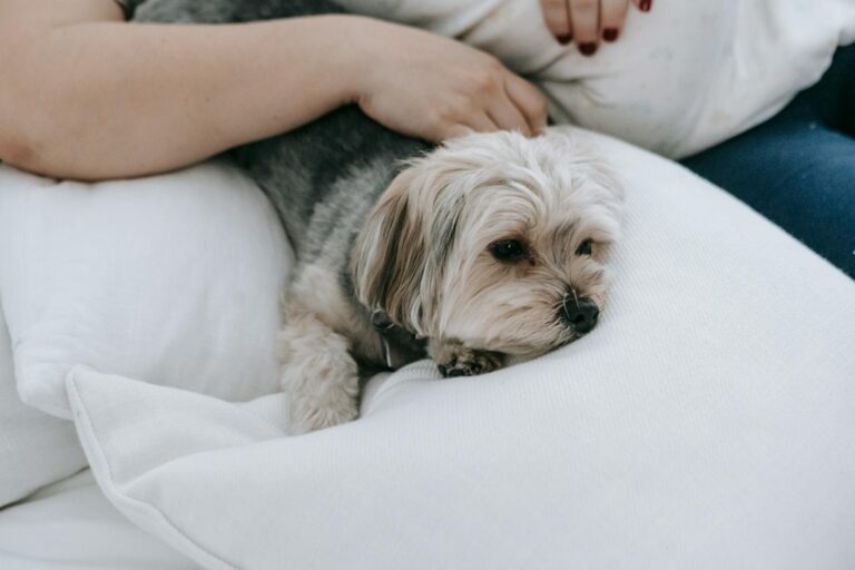 Owner gently petting