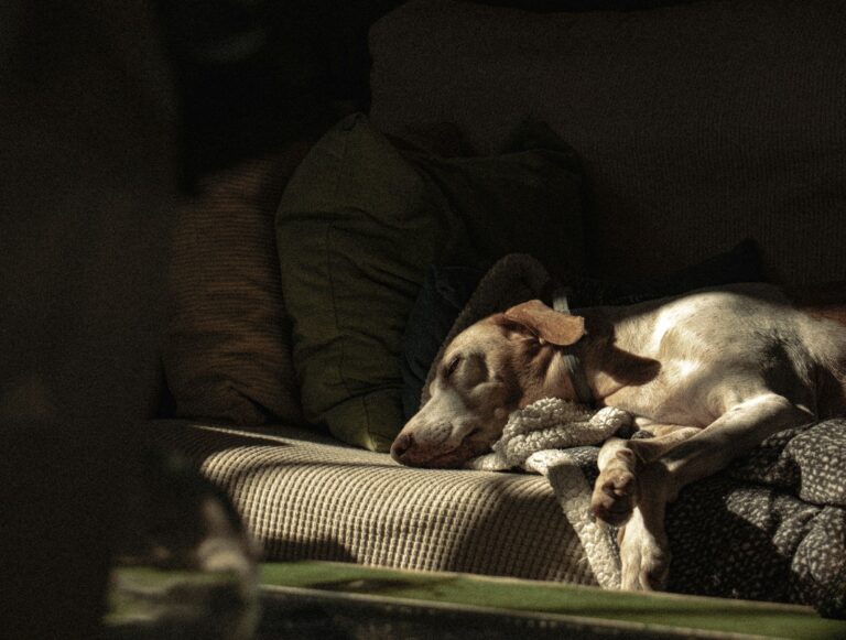 Calm dog resting