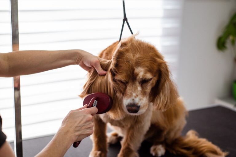 Dog coat close
