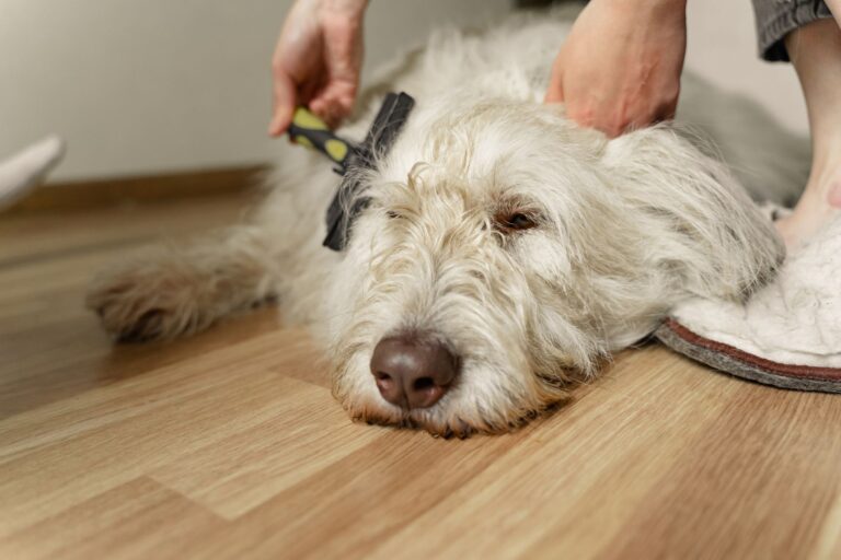 Dog being brushed