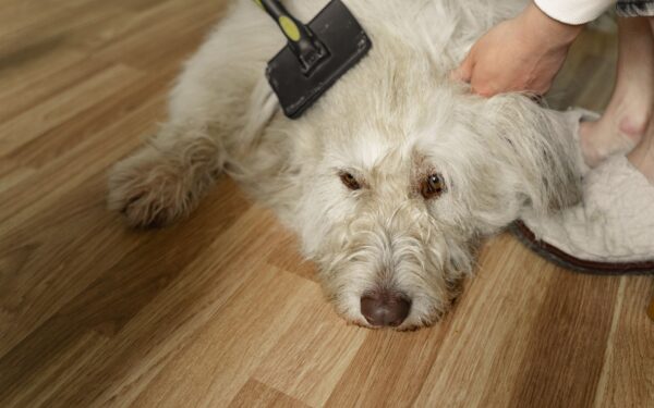 Daily dog coat care at home without a full grooming setup