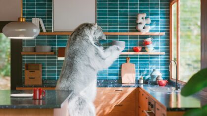 Daily dog owner rituals that quietly strengthen your bond