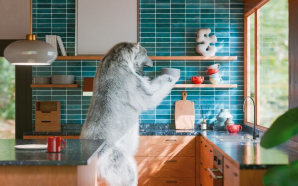 Daily dog owner rituals that quietly strengthen your bond