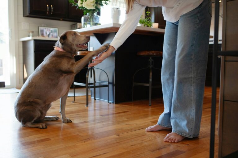 Dog owner morning routine kitchen sunlight