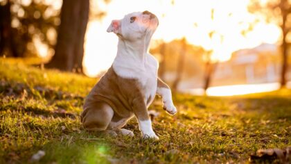 Daily dog routines that keep your pet calm, clean and content