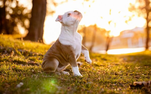 Daily dog routines that keep your pet calm, clean and content