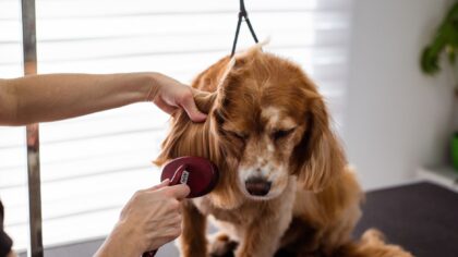 Daily dog routines that support healthy skin, coat and hygiene at home