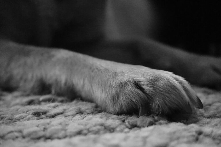 Dog paw inspection