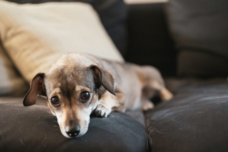 Small dog couch