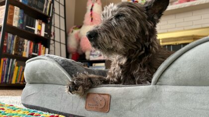 Daily home care for small dogs that keeps them comfortable and healthy