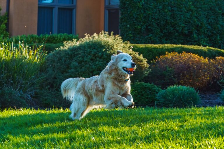 Dog playing fetch