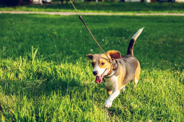 Dog walking park