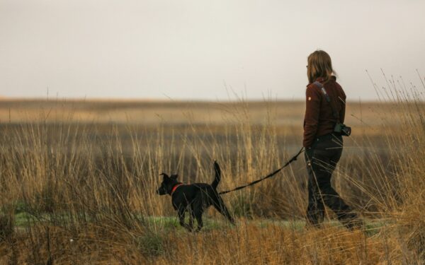 Daily movement for dogs: how much exercise your dog really needs