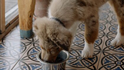 Dog calorie needs explained: how to estimate portions and support a healthy weight