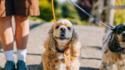 Dog diarrhea basics: common causes, home care and when to call the vet