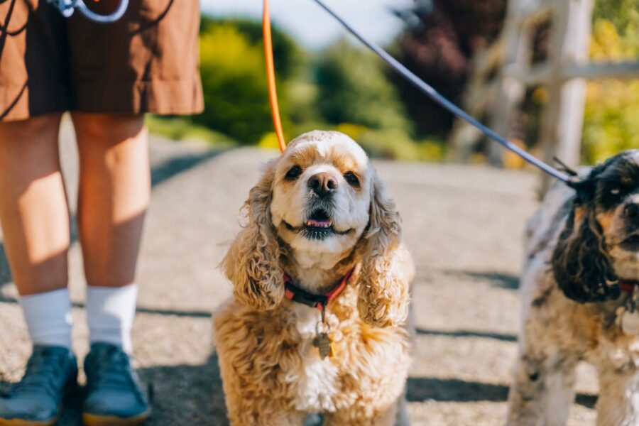 Dog owner cleaning