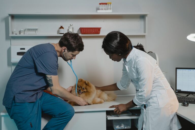 Veterinarian examining dog