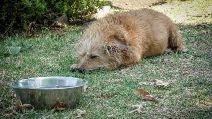 Dog diarrhea basics: what owners should know about a very common problem