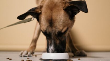Dog digestion basics every caregiver should know for a healthier gut