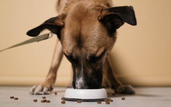 Dog digestion basics every caregiver should know for a healthier gut