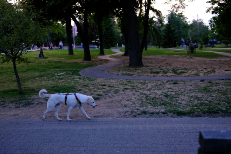 Dog walking outside