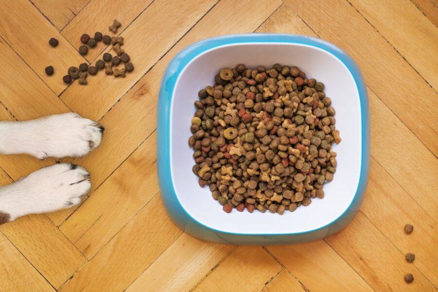 Dog kibble bowl