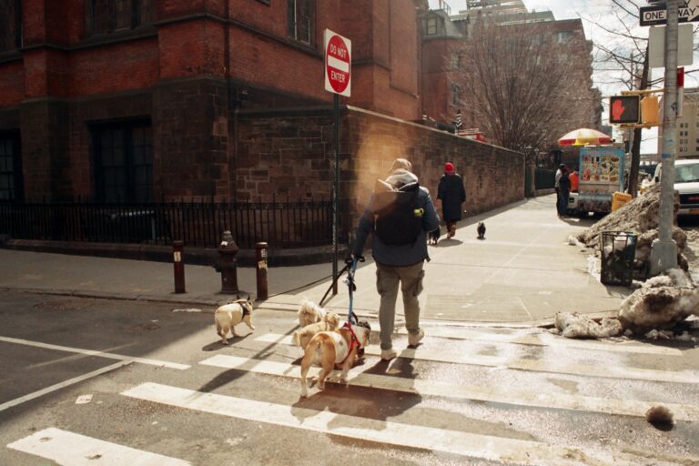 Dog walking city