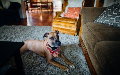 Dog-friendly home decor ideas that keep your space stylish and your dog happy