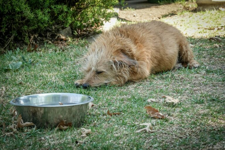 Dog water bowl