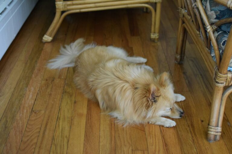 Dog paw close
