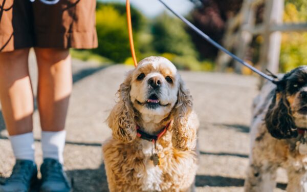 Dog reactivity basics: kind strategies for calmer walks and safe social time