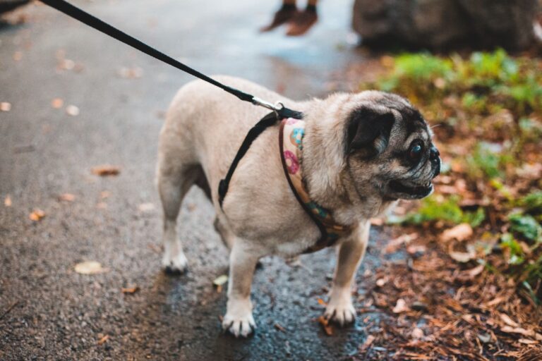 Reactive dog barking