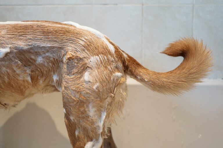 Dog allergy rash close fur dog bath gentle