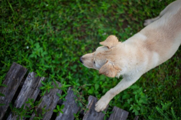 Dog scratching itchy skin grass backyard
