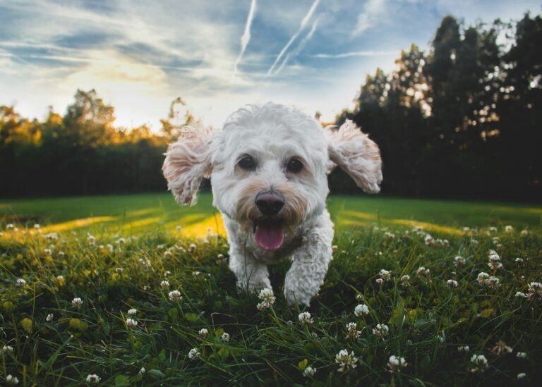 Happy dog shiny coat grass