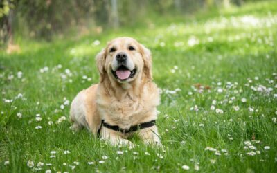 Dog skin health basics: everyday care to prevent itching, flakes and infections