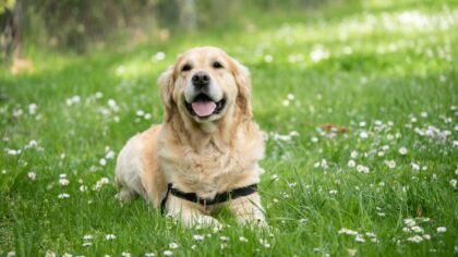 Dog skin health basics: everyday care to prevent itching, flakes and infections