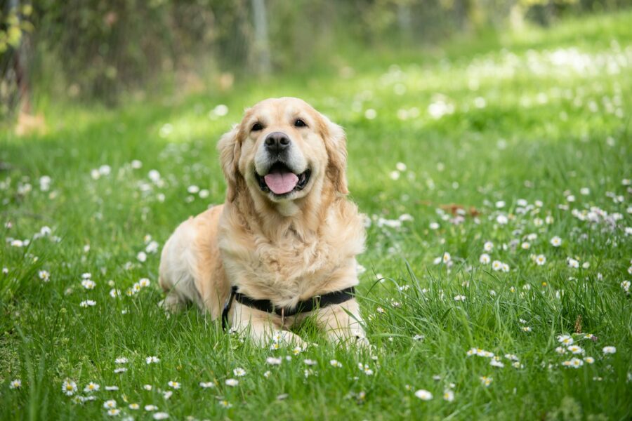 Happy dog shiny coat grass
